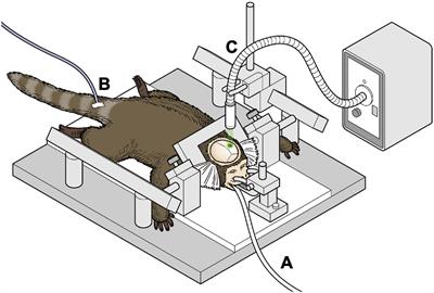 Quantitative behavioral evaluation of a non-human primate stroke model using a new monitoring system